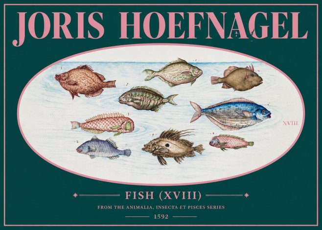 Joris Hoefnagel Studies of Fish I No3 - Plakat