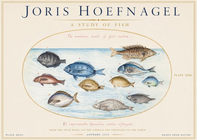 Joris Hoefnagel A Study of Fish No1 - Plakat