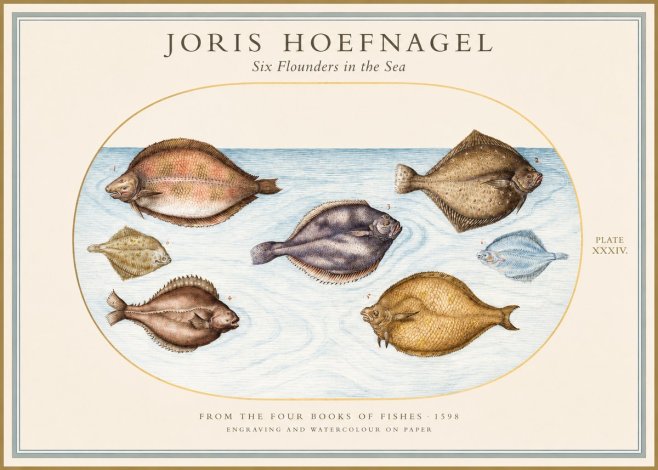Joris Hoefnagel Six Flounders in the Sea No1 - Plakat