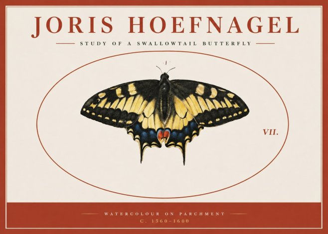 Joris Hoefnagel Study of a Swallowtail Butterfly No3 - Plakat