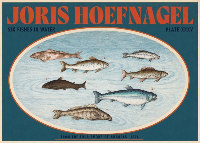 Joris Hoefnagel Six Fishes in Water I No2 - Plakat