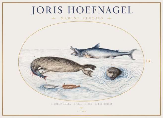 Joris Hoefnagel Marine Studies No1 - Plakat