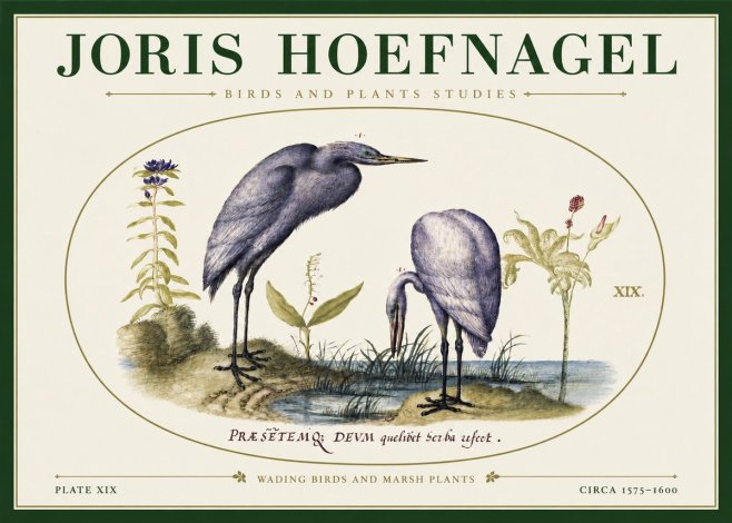 Joris Hoefnagel Wading Birds and Marsh Plants No3 - Plakat