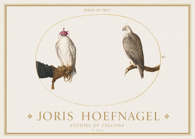 Joris Hoefnagel Studies of Falcons No1 - Plakat