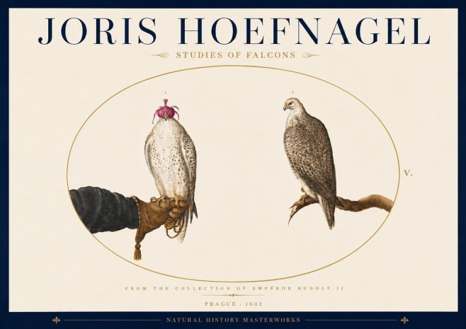 Joris Hoefnagel Studies of Falcons No5 - Plakat