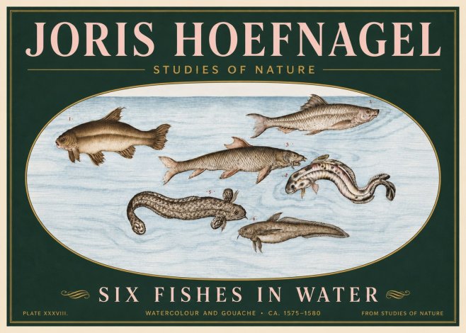 Joris Hoefnagel Six Fishes in Water II No6 - Plakat