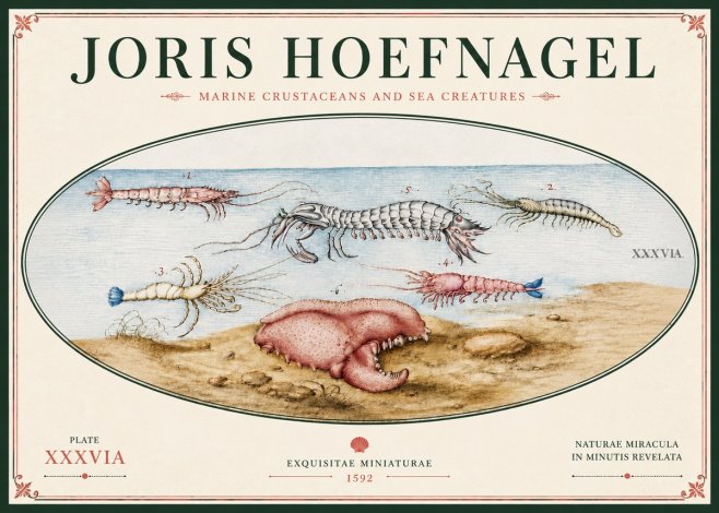 Joris Hoefnagel Marine Crustaceans and Sea Creature No6 - Plakat