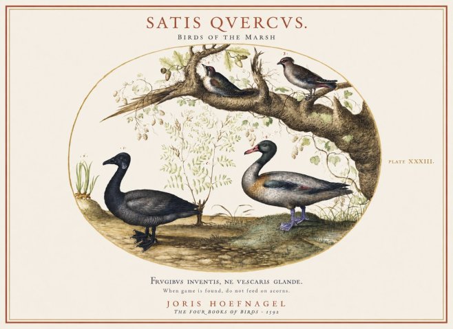 Joris Hoefnagel Satis Quercus. Birds of the Marsh No1 - Plakat