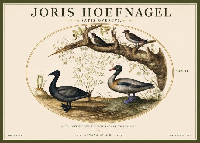 Joris Hoefnagel Satis Quercus. Birds of the Marsh No5 - Plakat