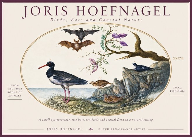 Joris Hoefnagel Birds, Bats and Coastal Nature No6 - Plakat