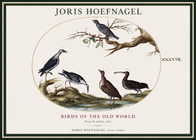Joris Hoefnagel Birds of the Old World No1 - Plakat