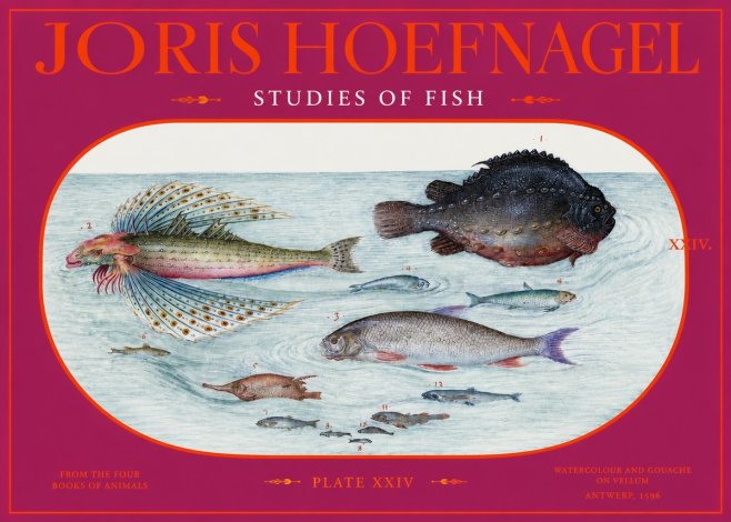 Joris Hoefnagel Studies of Fish II No2 - Plakat