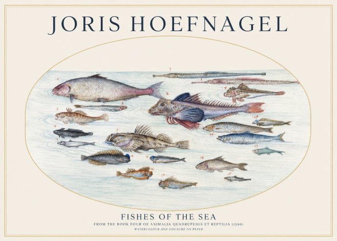 Joris Hoefnagel Fishes of the Sea III No1 - Plakat