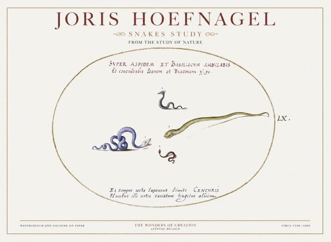 Joris Hoefnagel Studies of Serpents No2 - Plakat