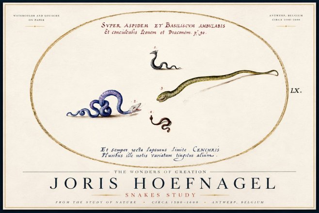 Joris Hoefnagel Studies of Serpents No6 - Plakat