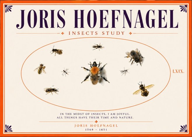 Joris Hoefnagel Insects Study II No5 - Plakat