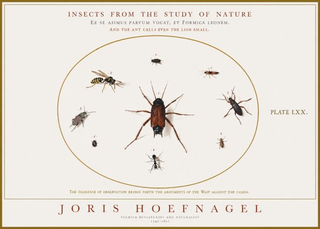 Joris Hoefnagel Insects from the Study of Nature No1 - Plakat
