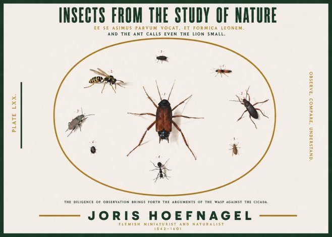 Joris Hoefnagel Insects from the Study of Nature No2 - Plakat