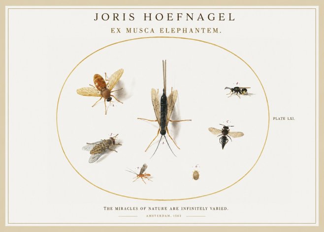 Joris Hoefnagel Ex Mvsca Elephantem. No2 - Plakat