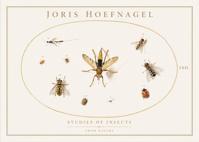 Joris Hoefnagel Studies of Insects IV No1 - Plakat