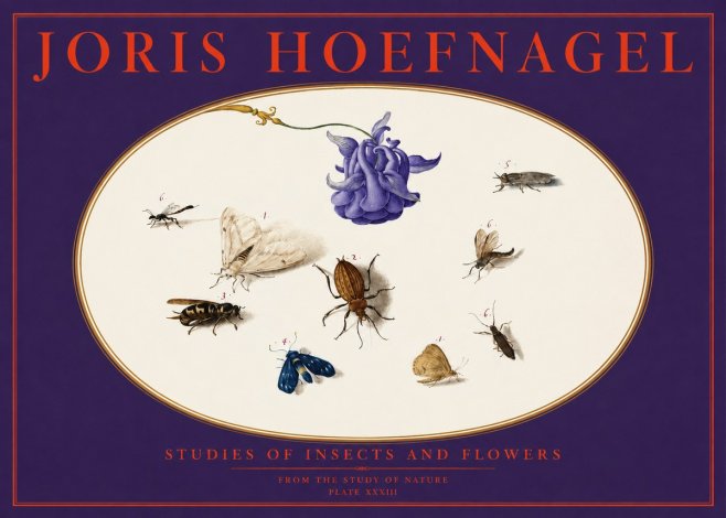 Joris Hoefnagel Studies of Insects and Flowers No6 - Plakat
