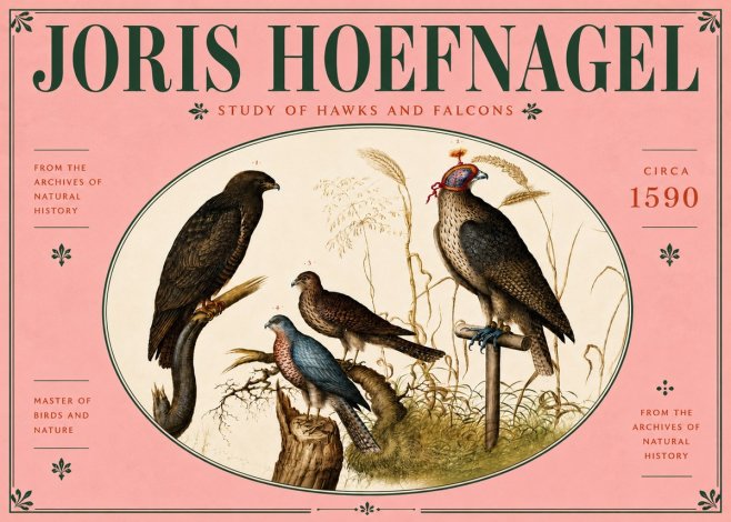 Joris Hoefnagel Studies of Hawks and Falcons No6 - Plakat