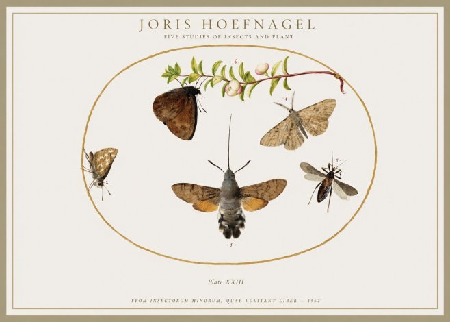 Joris Hoefnagel Five Studies of Insects and Plant No1 - Plakat