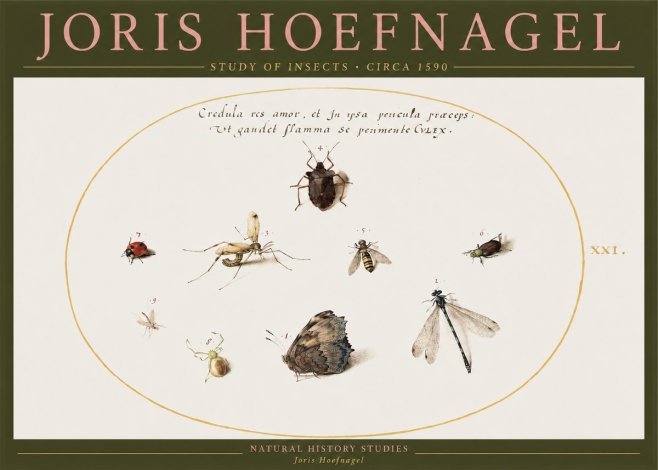 Joris Hoefnagel Study of Insects • Circa 1590 No2 - Plakat