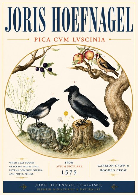 Joris Hoefnagel Carrion Crow & Hooded Crow No6 - Plakat