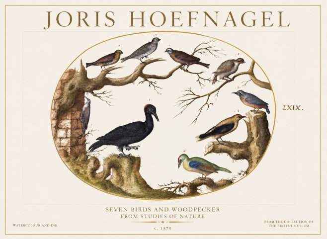 Joris Hoefnagel Birds in an Oval Frame No6 - Plakat