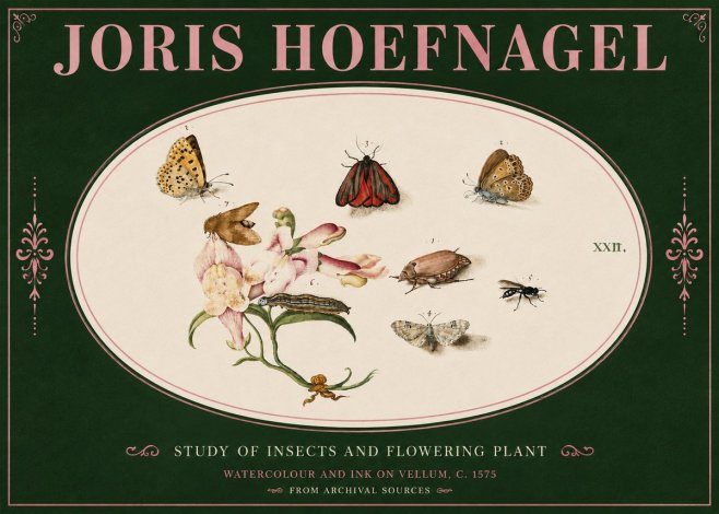 Joris Hoefnagel Study of Insects and Flowering Plant No4 - Plakat