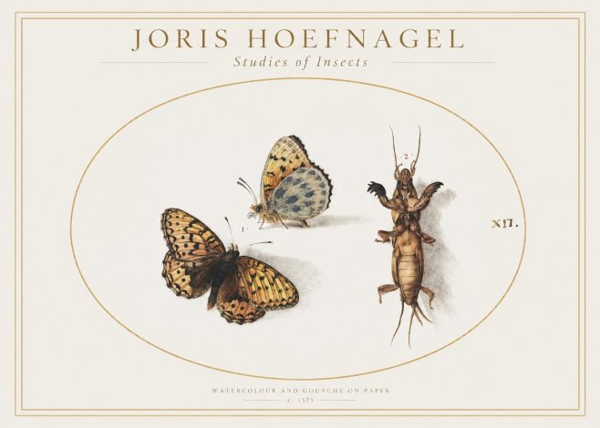 Joris Hoefnagel Studies of Insects Xii No1 - Plakat