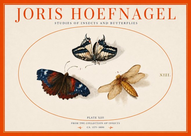 Joris Hoefnagel Studies of Insects - Plate Xiii No3 - Plakat