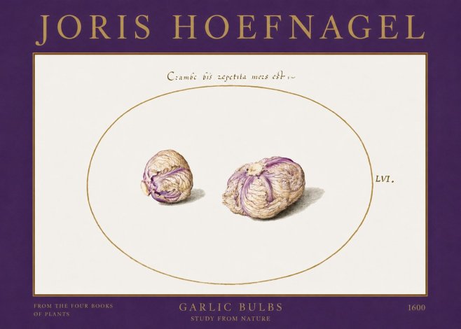 Joris Hoefnagel Garlic Bulbs Study from Nature No2 - Plakat
