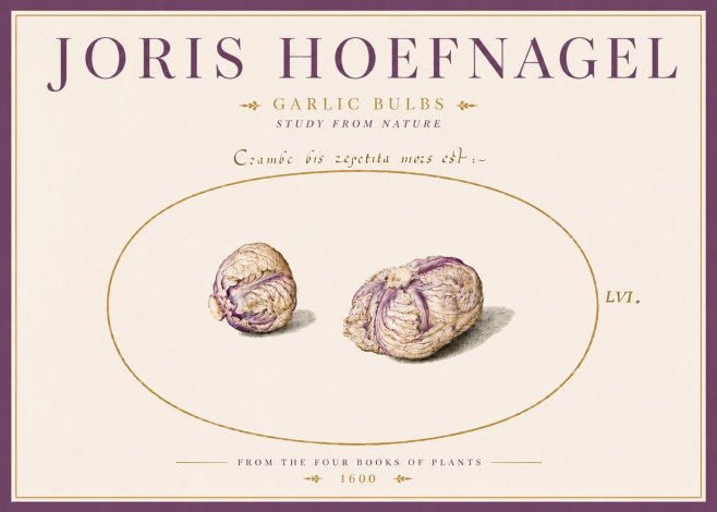 Joris Hoefnagel Garlic Bulbs Study from Nature No5 - Plakat