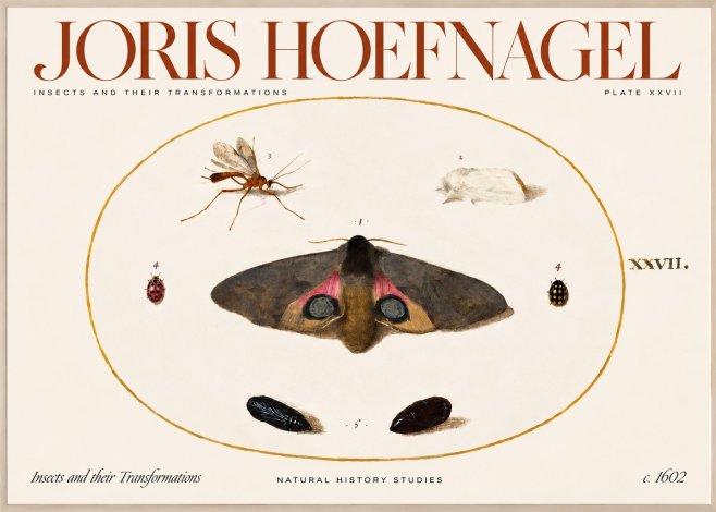 Joris Hoefnagel Insects and Their Transformations - Plate Xxvii No2 - Plakat