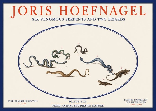 Joris Hoefnagel Six Venomous Serpents and Two Lizards No2 - Plakat
