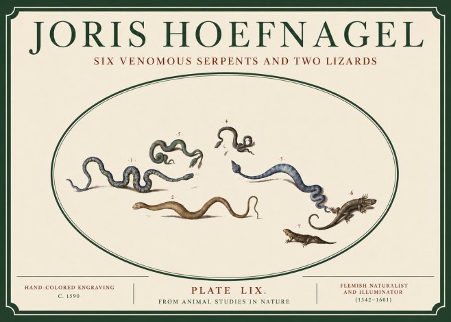 Joris Hoefnagel Six Venomous Serpents and Two Lizards No3 - Plakat