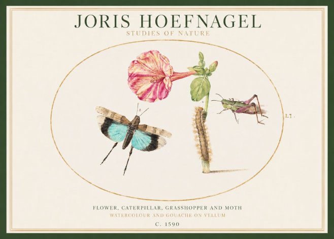 Joris Hoefnagel Plate L1. Studies of Insects and Plants No2 - Plakat