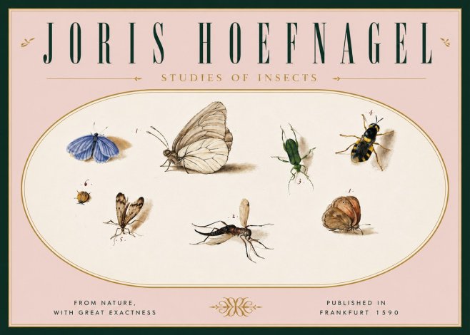 Joris Hoefnagel Studies of Insects V No6 - Plakat