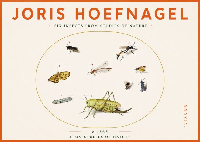 Joris Hoefnagel Six Insects from Studies of Nature C. 1565 No3 - Plakat