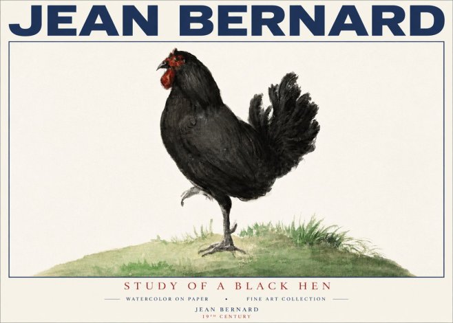 Jean Bernard Study of a Black Hen No4 - Plakat