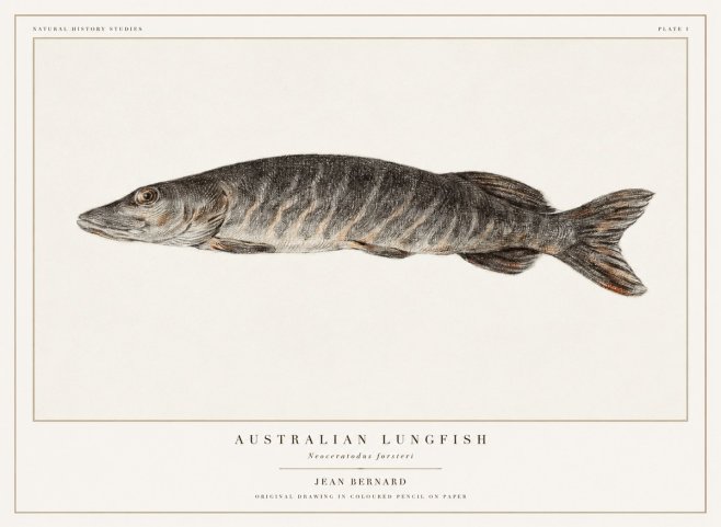 Jean Bernard Australian Lungfish No1 - Plakat