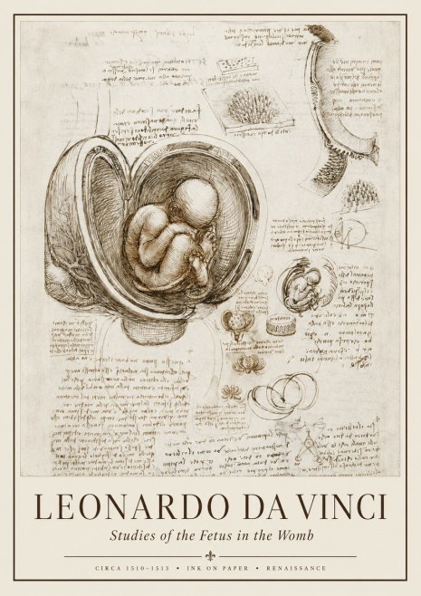 Leonardo da Vinci Studies of the Fetus in the Womb No1 - Plakat
