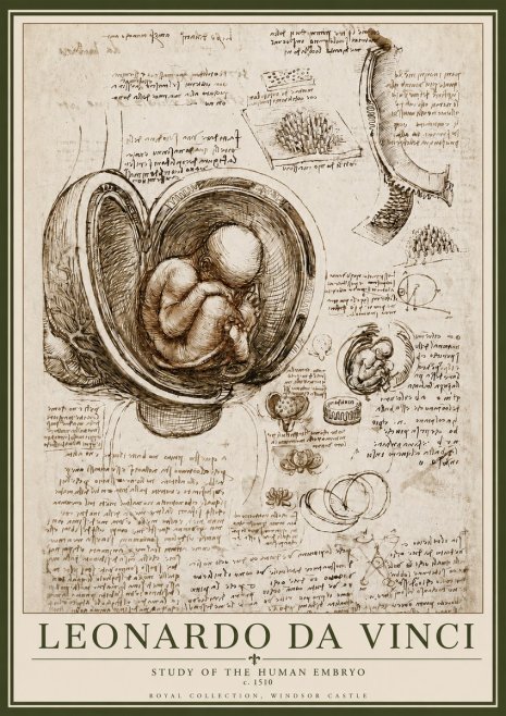 Leonardo da Vinci Studies of the Fetus in the Womb No6 - Plakat