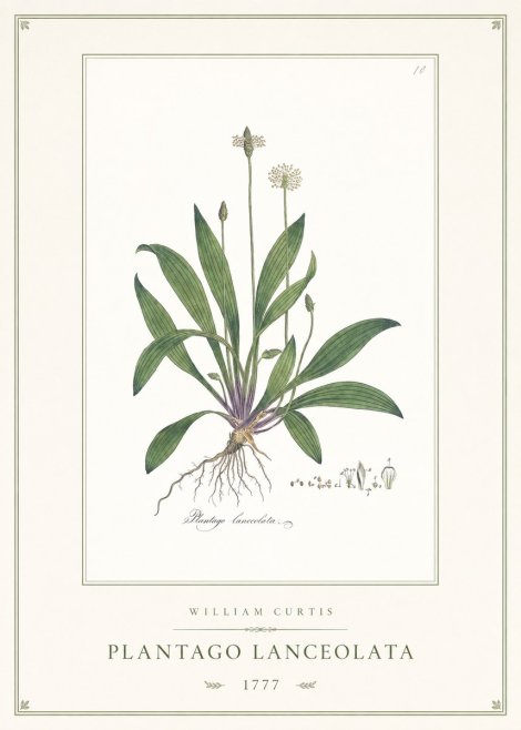 William Curtis Plantago Lanceolata II No1 - Plakat
