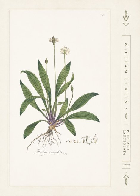 William Curtis Plantago Lanceolata II No2 - Plakat