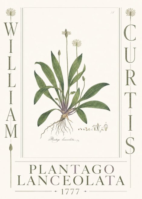 William Curtis Plantago Lanceolata II No3 - Plakat
