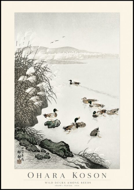 Ohara Koson Wild Ducks Among Reeds No1 - Plakat
