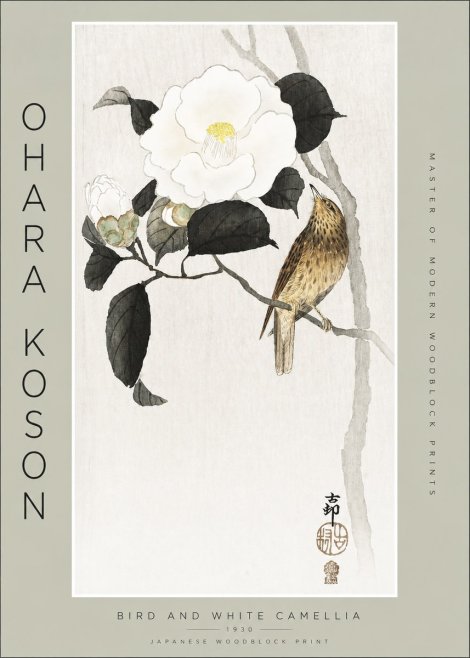Ohara Koson Bird and White Camellia No2 - Plakat